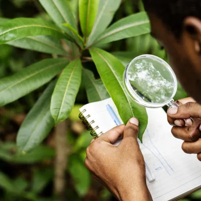 Persona revisando las hojas de un árbol con una lupa